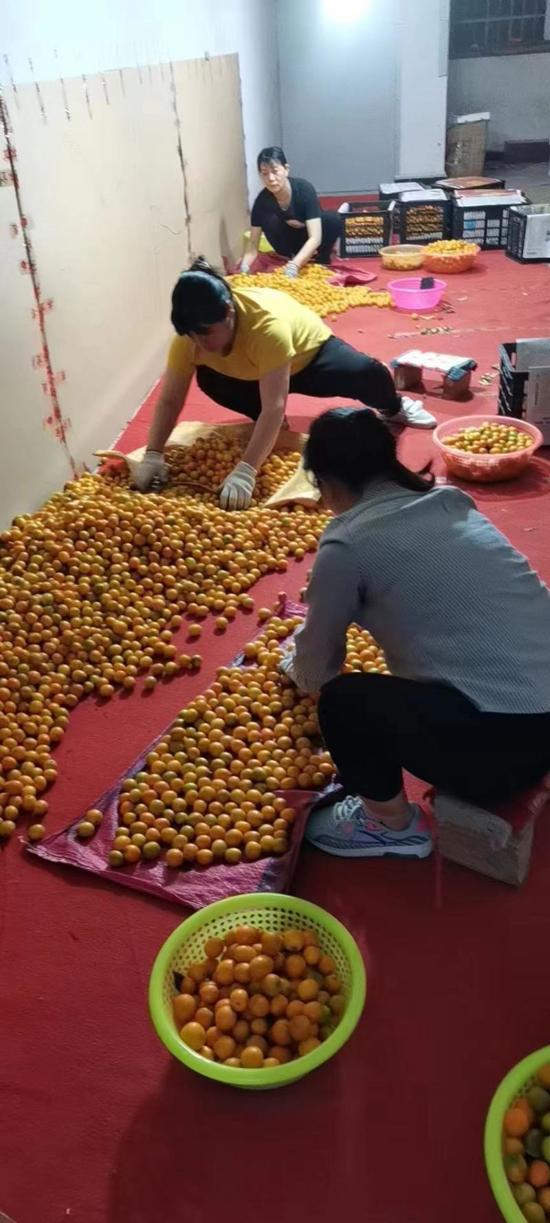 金桔大量上市酸甜可口货源充足主营电商货超市货批发