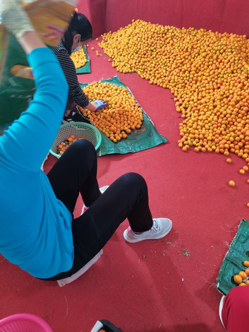 金桔大量上市酸甜可口货源充足主营电商货超市货批发