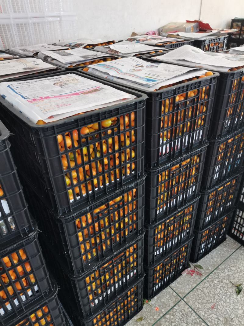 金桔大量上市酸甜可口货源充足主营电商货超市货批发