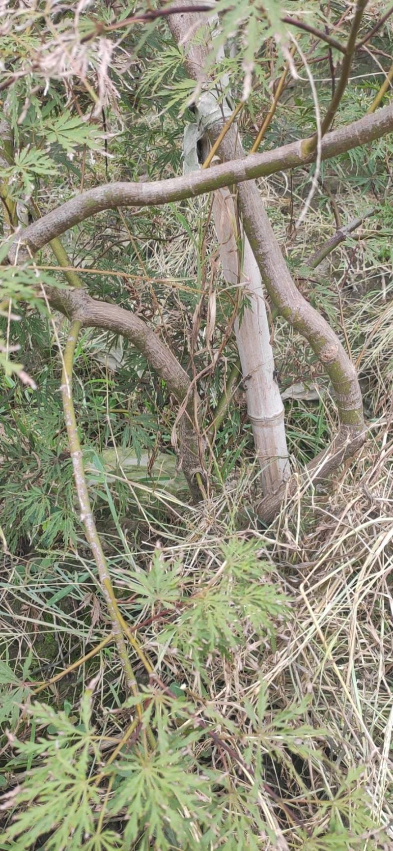 原生石榴红羽毛枫