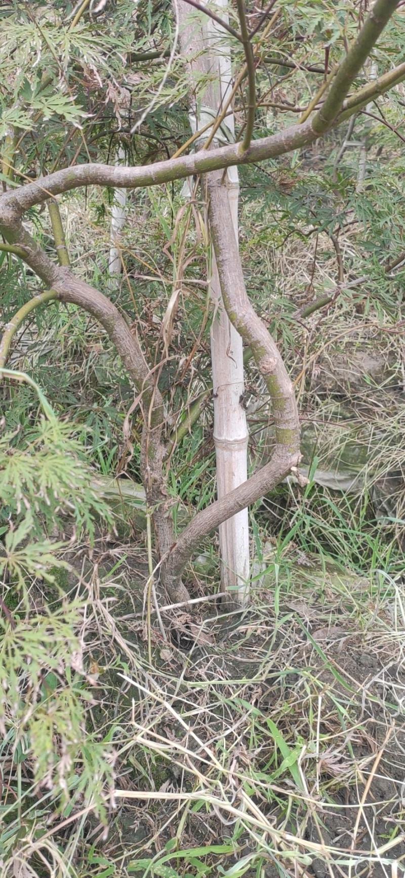 原生石榴红羽毛枫