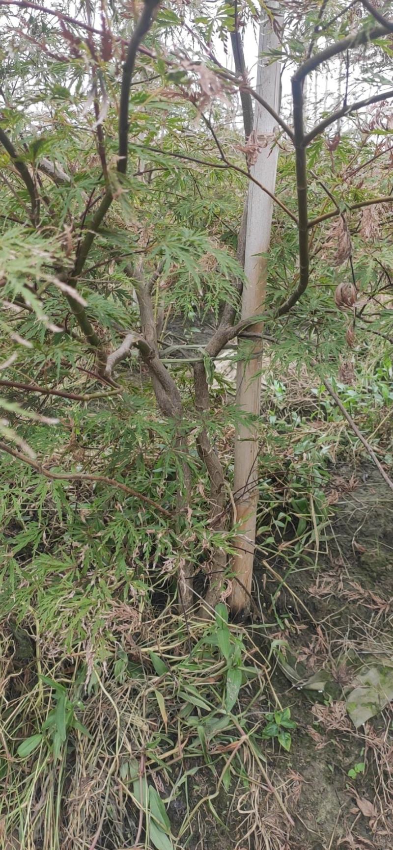 原生石榴红羽毛枫