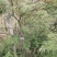原生石榴红羽毛枫