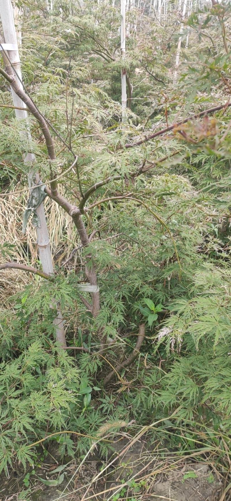 原生石榴红羽毛枫