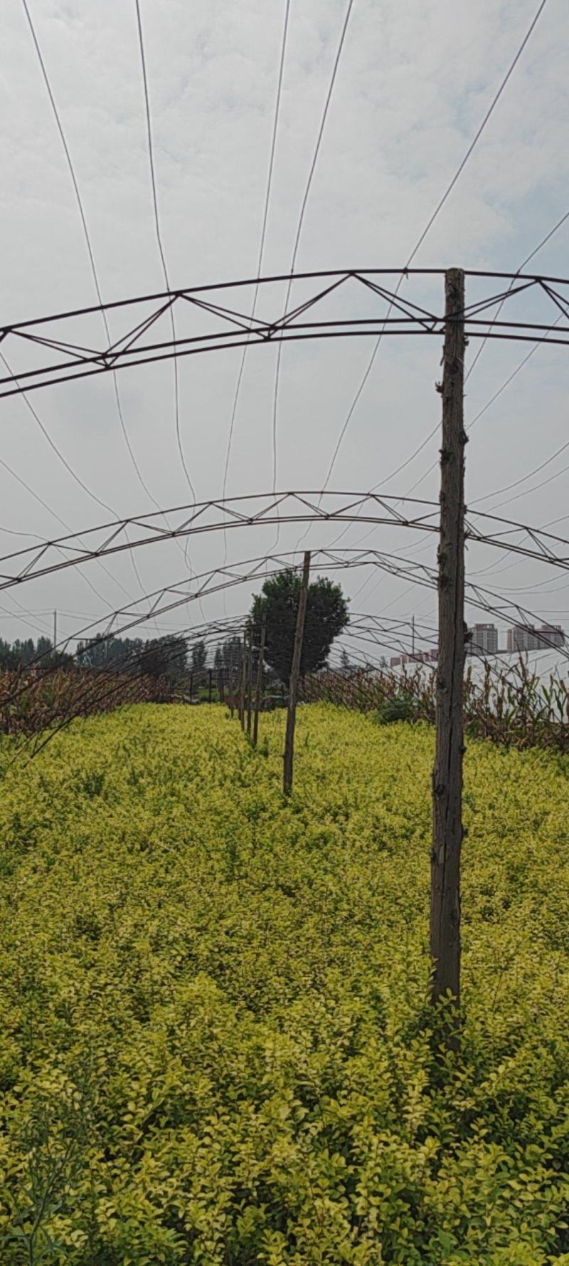 金叶女贞12×13营养钵苗，工程绿化苗，60以上高度