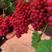 新品种浪漫红颜葡萄树苖葡萄苗南北方种植盆栽地栽带土带叶发