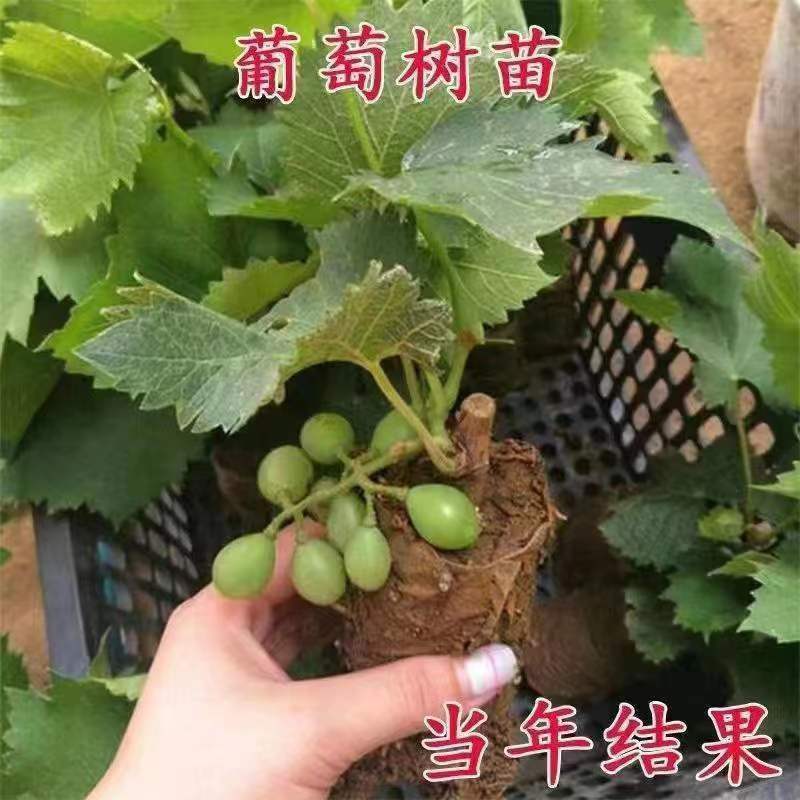 新品种浪漫红颜葡萄树苖葡萄苗南北方种植盆栽地栽带土带叶发