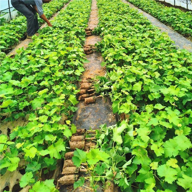 新品种浪漫红颜葡萄树苖葡萄苗南北方种植盆栽地栽带土带叶发