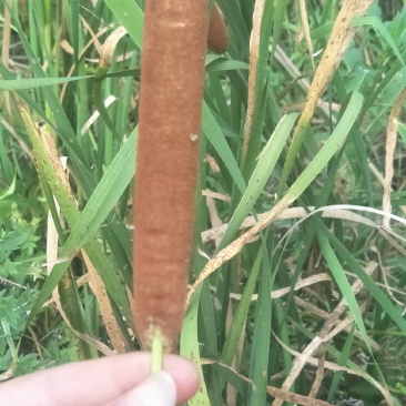 蒲棒，野生，可做蚊香，枕芯，味道清香怡人，养生佳品！！！