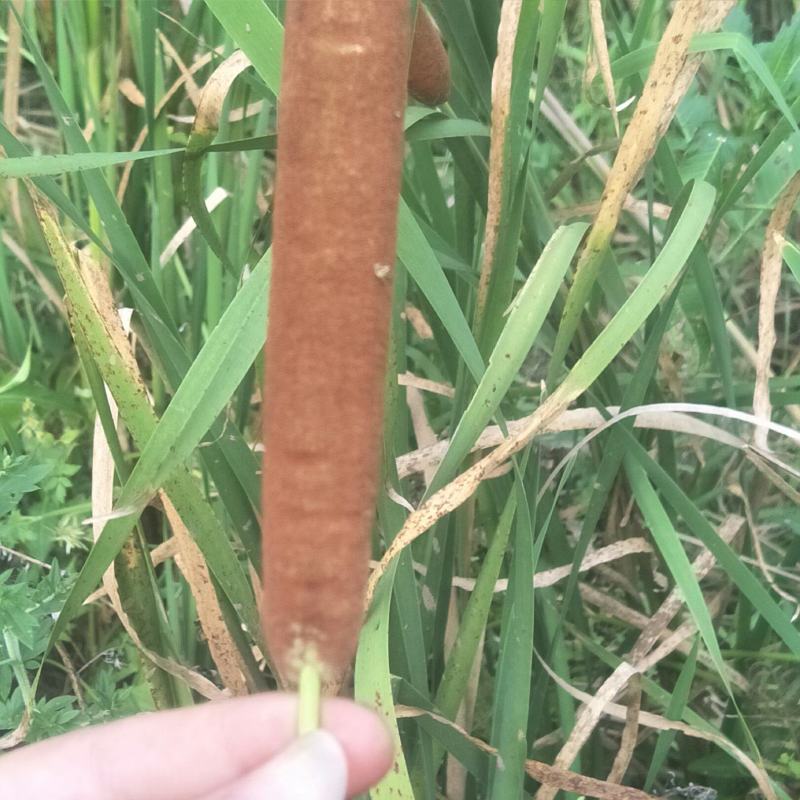 蒲棒，野生，可做蚊香，枕芯，味道清香怡人，养生佳品！！！