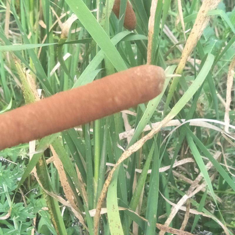 蒲棒，野生，可做蚊香，枕芯，味道清香怡人，养生佳品！！！