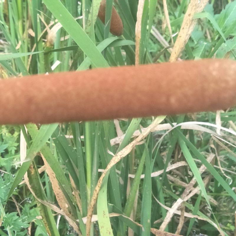 蒲棒，野生，可做蚊香，枕芯，味道清香怡人，养生佳品！！！