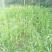 蒲棒，野生，可做蚊香，枕芯，味道清香怡人，养生佳品！！！