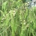 新鲜柏树果，现采现发，自然生长，无化肥农药污染，药性好！