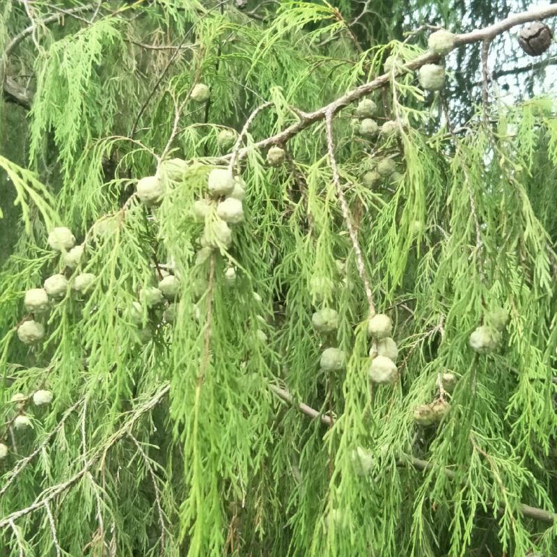新鲜柏树果，现采现发，自然生长，无化肥农药污染，药性好！