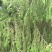 新鲜柏树果，现采现发，自然生长，无化肥农药污染，药性好！