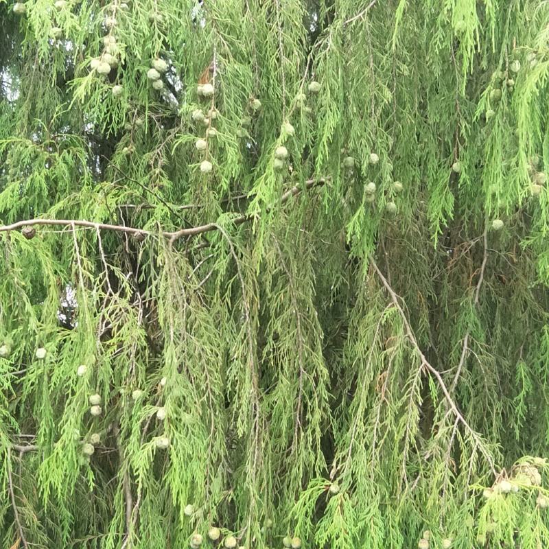 新鲜柏树果，现采现发，自然生长，无化肥农药污染，药性好！