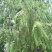 新鲜柏树果，现采现发，自然生长，无化肥农药污染，药性好！