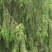 新鲜柏树果，现采现发，自然生长，无化肥农药污染，药性好！