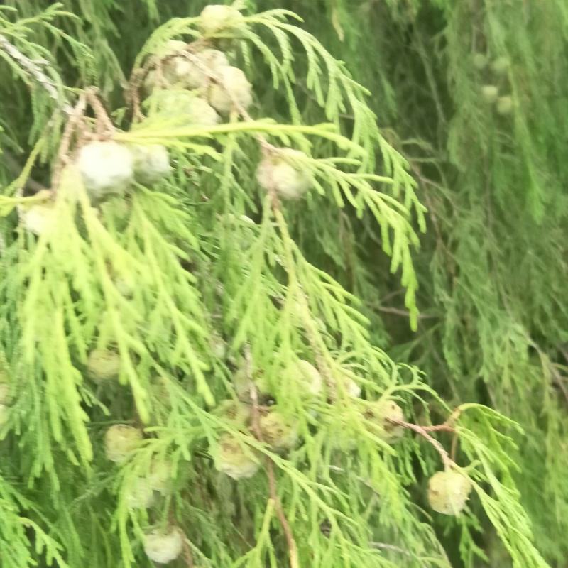 新鲜柏树果，现采现发，自然生长，无化肥农药污染，药性好！