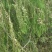 新鲜柏树果，现采现发，自然生长，无化肥农药污染，药性好！
