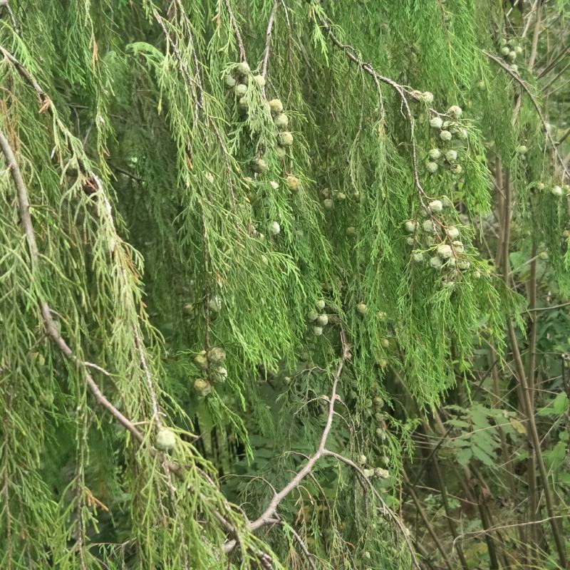 新鲜柏树果，现采现发，自然生长，无化肥农药污染，药性好！