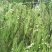新鲜柏树果，现采现发，自然生长，无化肥农药污染，药性好！