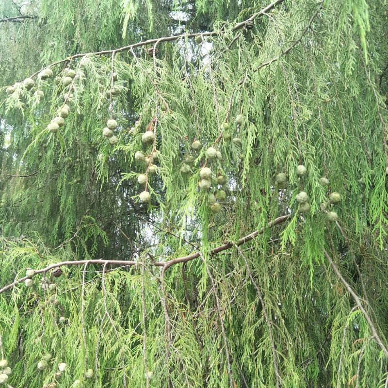 新鲜柏树果，现采现发，自然生长，无化肥农药污染，药性好！