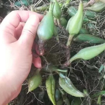 石仙桃