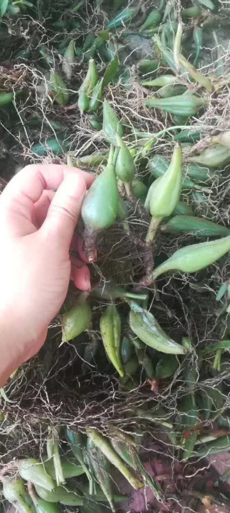 石仙桃