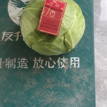 苞菜