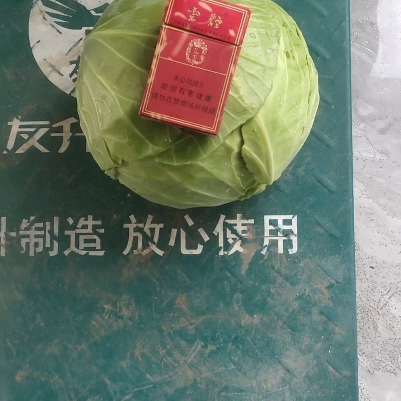 苞菜