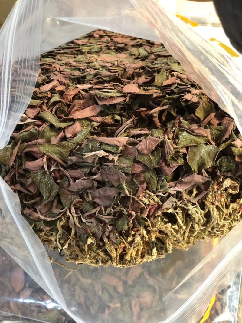 金线莲，台湾红霞金线莲，无碎金线莲，有碎金线莲，大货批发