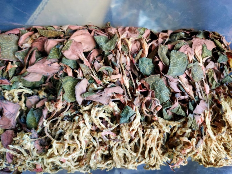 金线莲，台湾红霞金线莲，无碎金线莲，有碎金线莲，大货批发