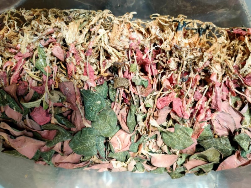 金线莲，台湾红霞金线莲，无碎金线莲，有碎金线莲，大货批发