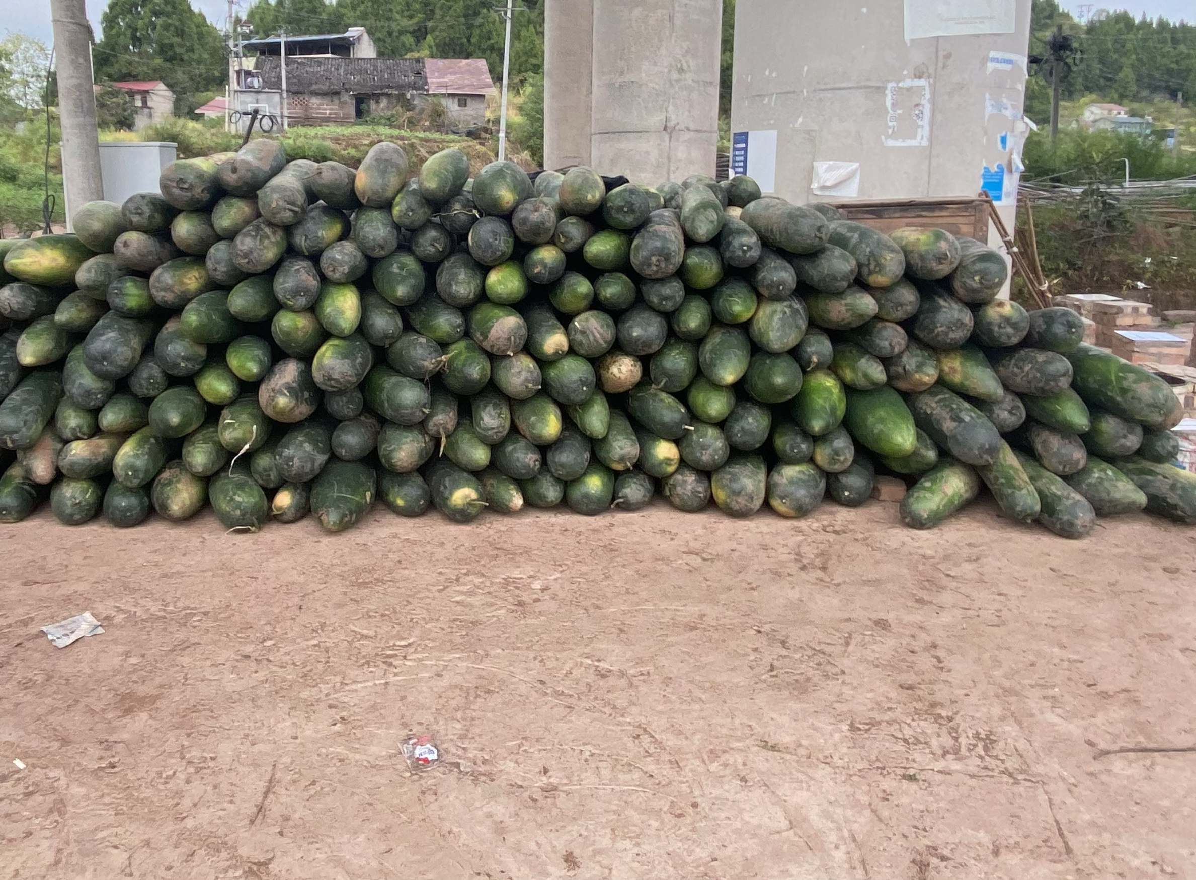 冬瓜皮晒干过程展示图