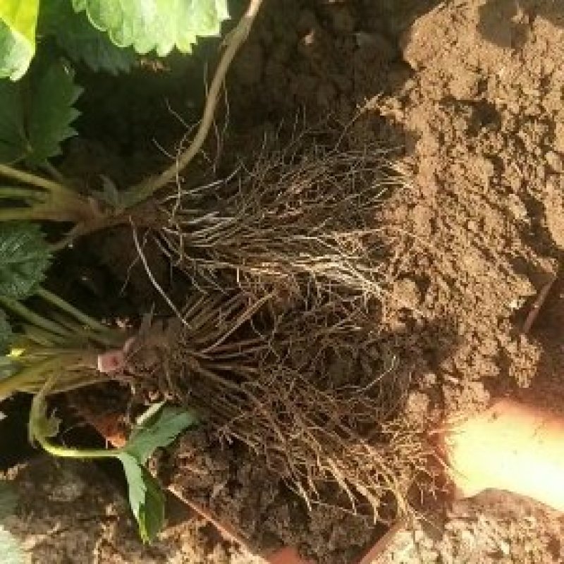 【草莓种苗】甜宝，香野，天使系列种苗，穴盘裸根苗都有，