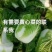 辽宁黄心白菜基地自产自销大量有货欢迎来电实地看货