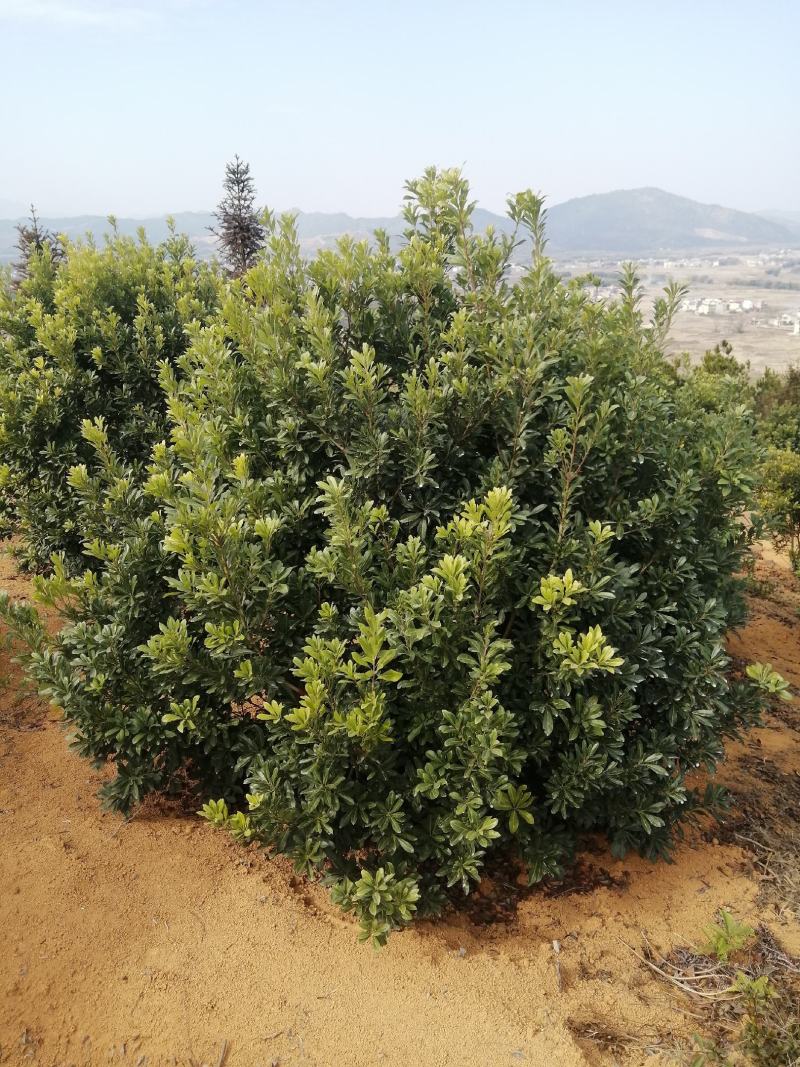 东魁杨梅树，各种规格杨梅树，欢迎下单