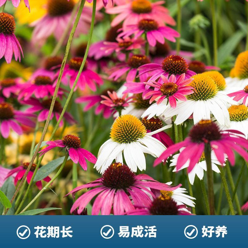 松果菊种子多年生五彩松果种子耐寒耐热庭院盆栽花卉种子