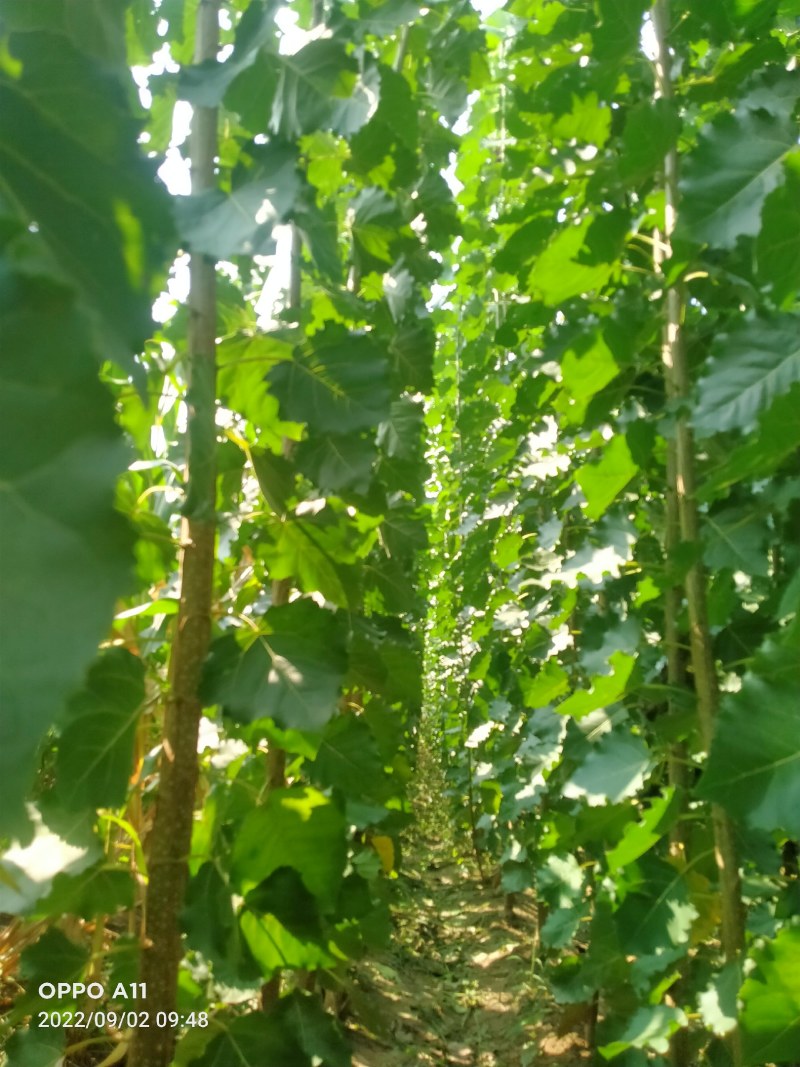 山东临清优质杨树苗，无病菌，根细好，全国各地发货