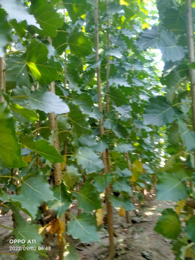 山东临清优质杨树苗，无病菌，根细好，全国各地发货