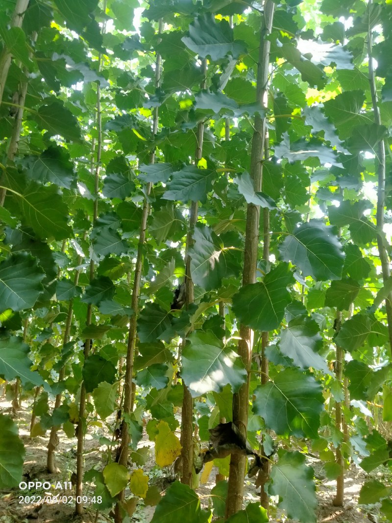 山东临清优质杨树苗，无病菌，根细好，全国各地发货