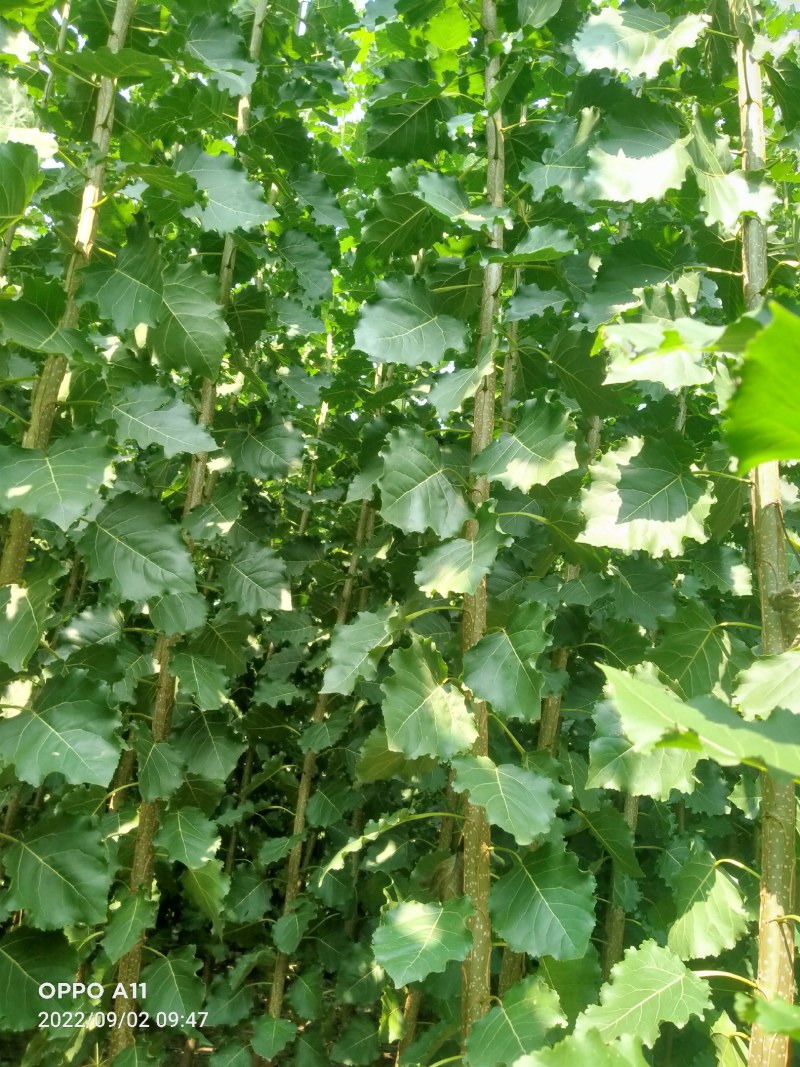 山东临清优质杨树苗，无病菌，根细好，全国各地发货