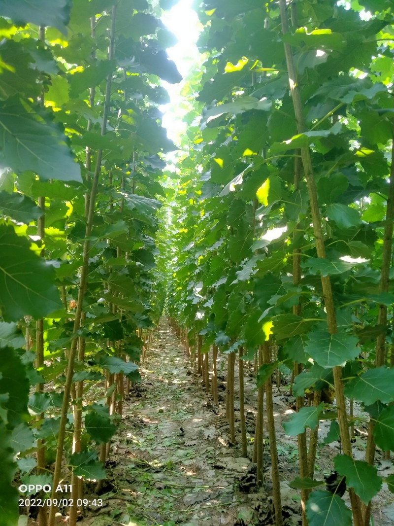 山东临清优质杨树苗，无病菌，根细好，全国各地发货