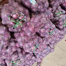 我是河北省邯郸市永年区紫洋葱市场，大量有货，需要我