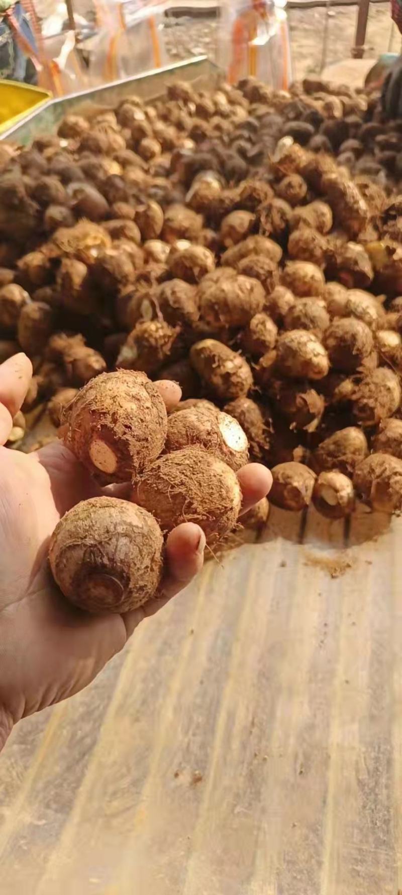 【推荐】山东精品芋头8520芋头一手货源质量保证