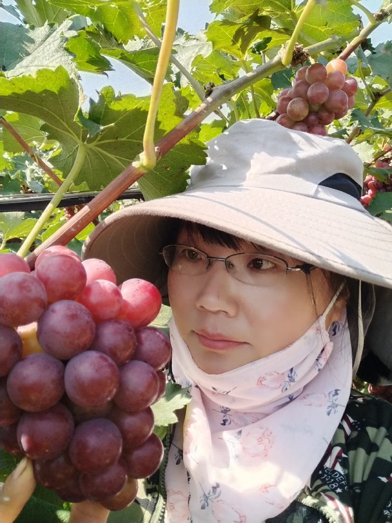 巨峰葡萄：粒子大颜色好，露天套袋巨峰葡萄万亩葡萄基地