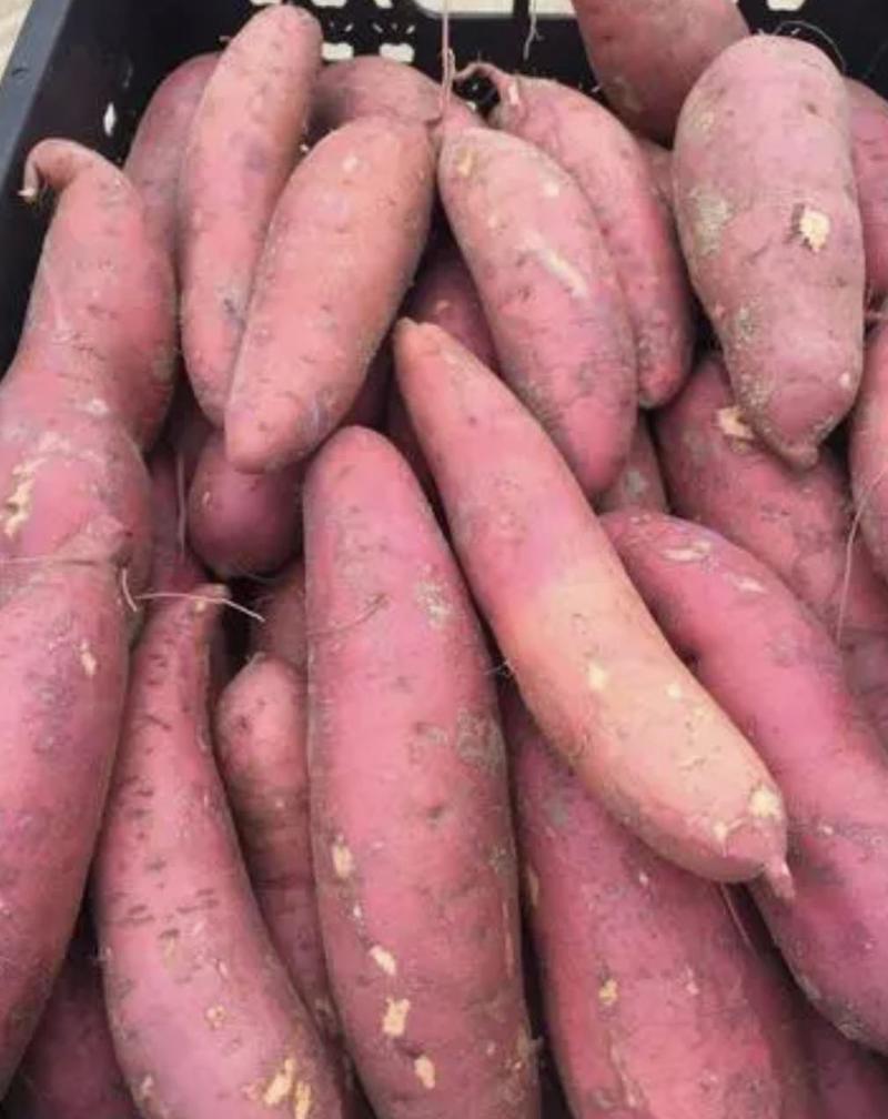 山东红薯精品西瓜红大量上市量大从优价格实惠质量保证