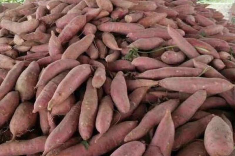 山东红薯精品西瓜红大量上市量大从优价格实惠质量保证